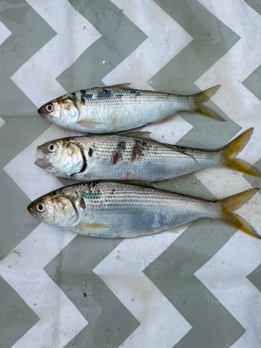 コノシロの釣果