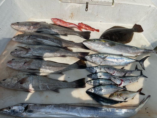 ニベの釣果