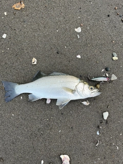 ヒラスズキの釣果