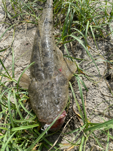 マゴチの釣果