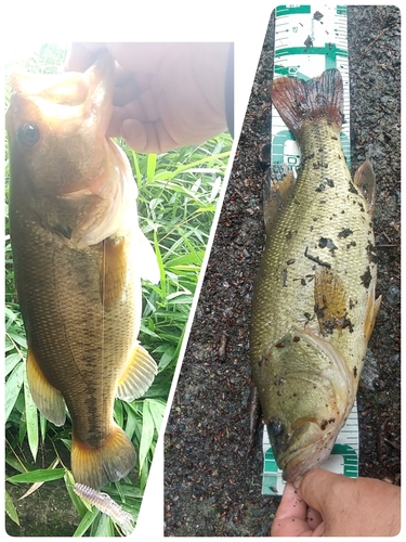 ブラックバスの釣果