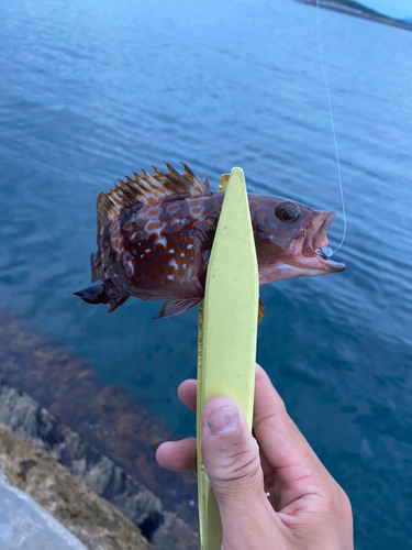 キジハタの釣果