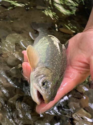 オショロコマの釣果