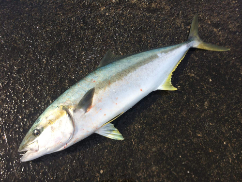 ヒラマサの釣果