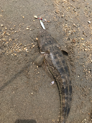 マゴチの釣果