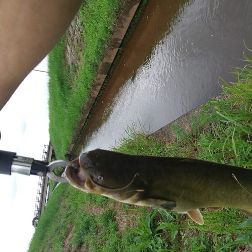 マナマズの釣果