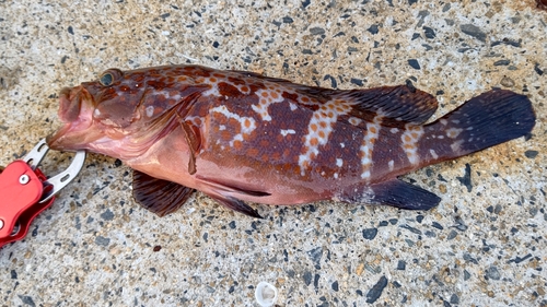 アコウの釣果