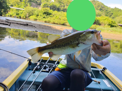 ブラックバスの釣果