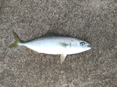 ワカシの釣果