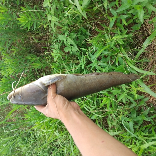 マナマズの釣果