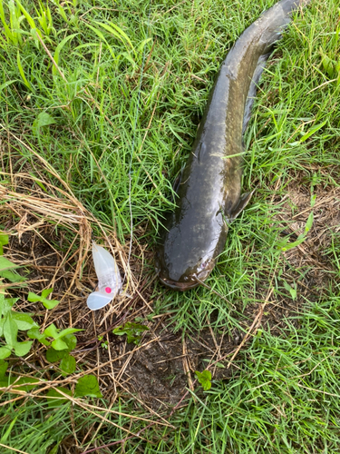 ナマズの釣果