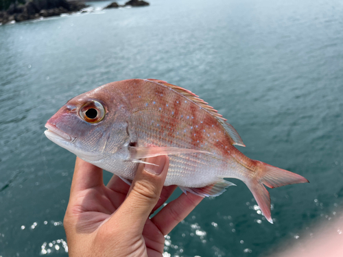 マダイの釣果