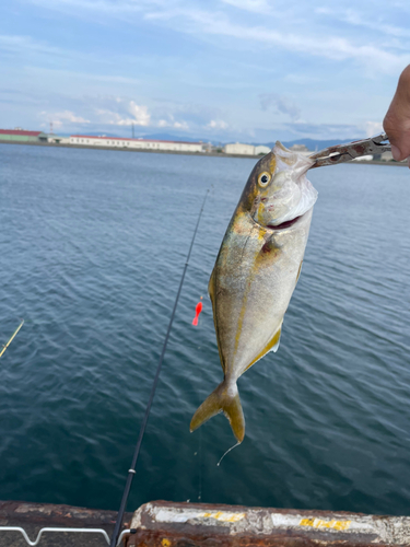 シオの釣果