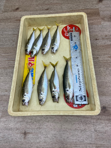 アジの釣果