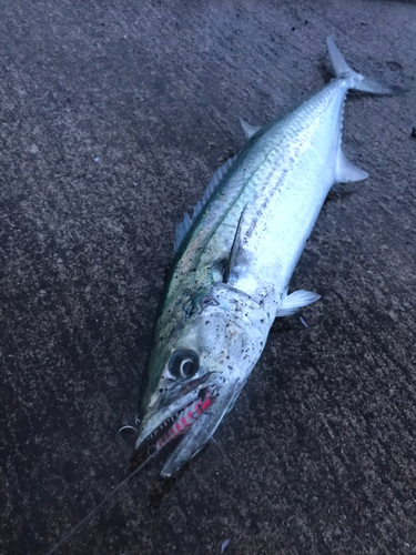 サゴシの釣果