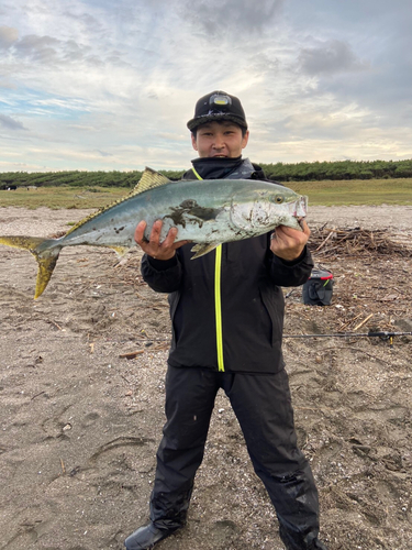 ワラサの釣果