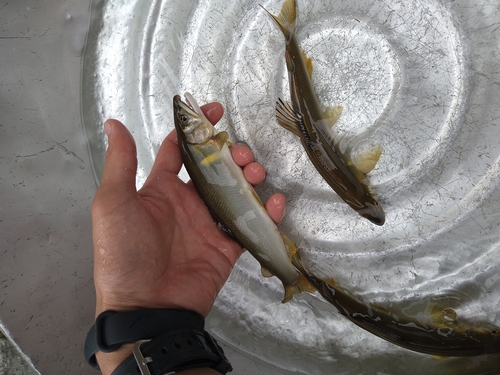 アユの釣果