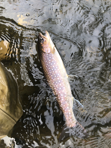 イワナの釣果