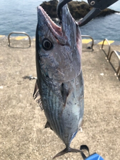 ハガツオの釣果