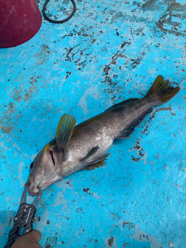 アイナメの釣果