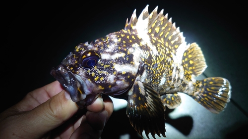 オウゴンムラソイの釣果