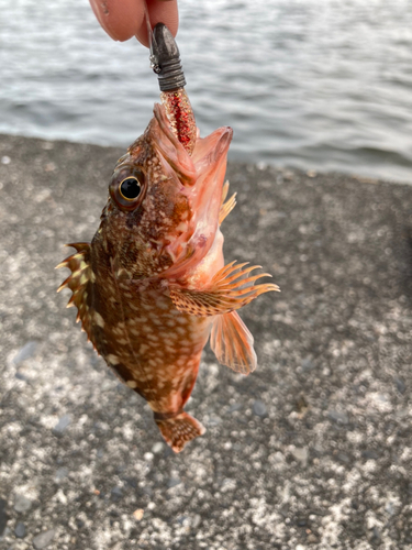 カサゴの釣果