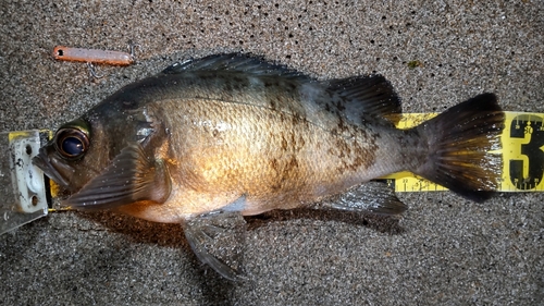 メバルの釣果