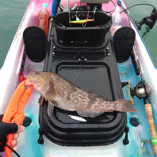 アイナメの釣果