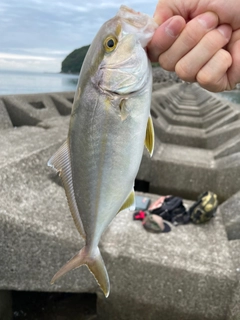 ショゴの釣果