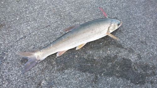 ウグイの釣果