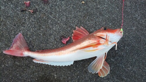 カナガシラの釣果