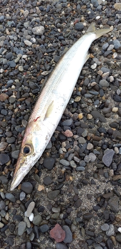 カマスの釣果