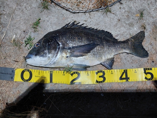 クロダイの釣果