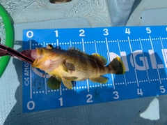 アオハタの釣果
