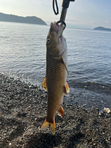 ニゴイの釣果