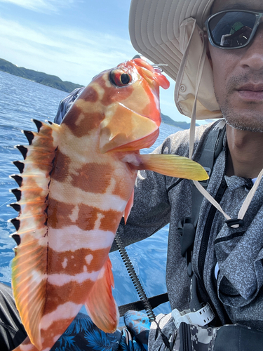 アカハタの釣果