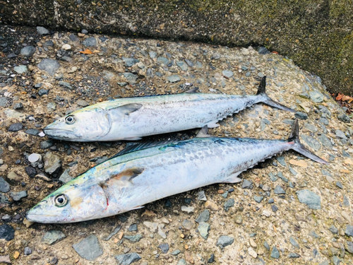 サゴシの釣果