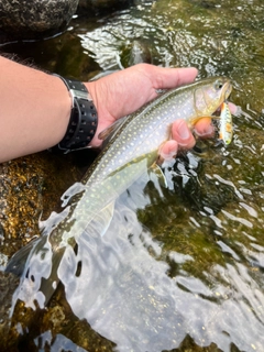 ニッコウイワナの釣果