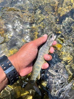 ニッコウイワナの釣果