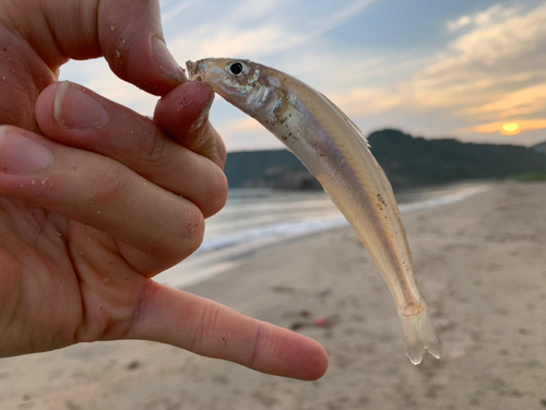 キスの釣果