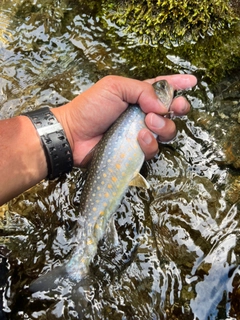 ニッコウイワナの釣果