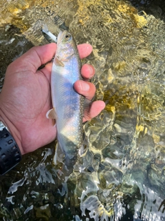 ニッコウイワナの釣果