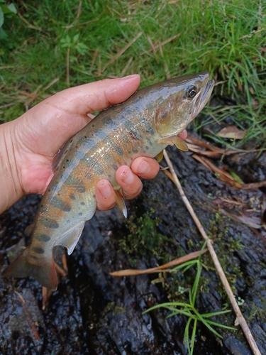 ヤマメの釣果