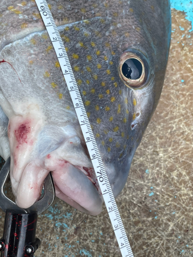 コロダイの釣果