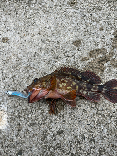 カサゴの釣果