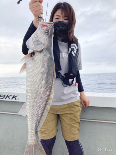 オオニベの釣果