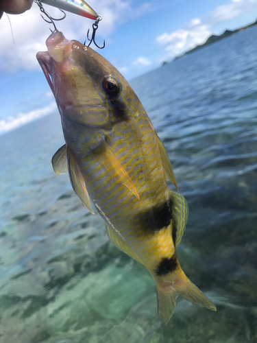 オジサンの釣果