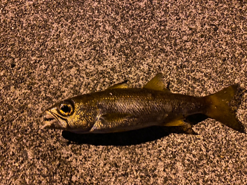 クロムツの釣果