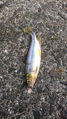 カワムツの釣果