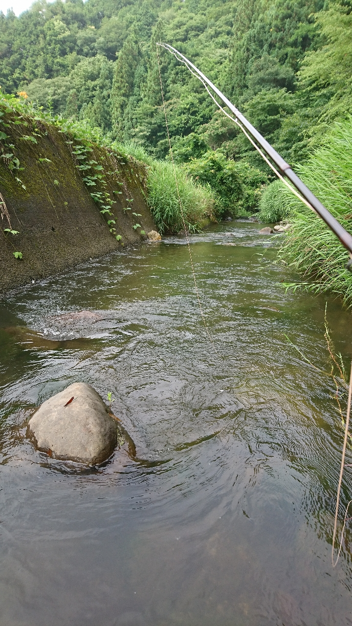 カワムツ